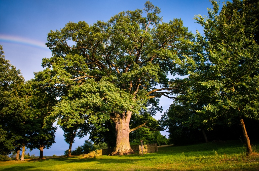 Dąb Bolko gm. Ruda-Huta - Drzewo Roku 2015 
